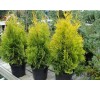 Туя западная Голден Брабант ( Golden Brabant)С2